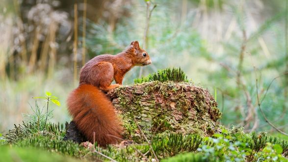 Обои на рабочий стол Рыжая белочка с пышным хвостом сидит на пеньке со мхом на размытом фоне природы