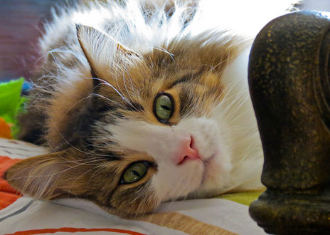 Обои на рабочий стол Пушистый зеленоглазый кот, by brighteyesgal