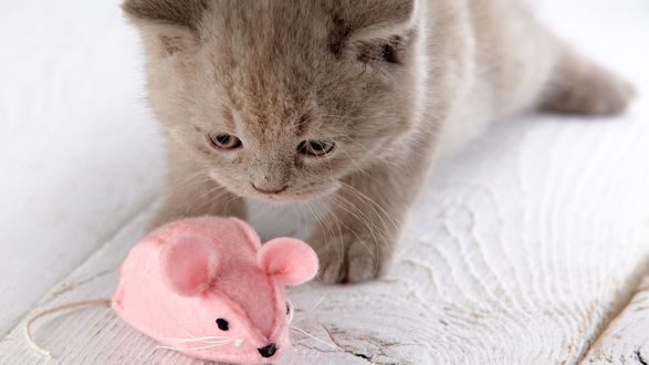 Обои на рабочий стол Котенок смотрит на игруушечную мышку