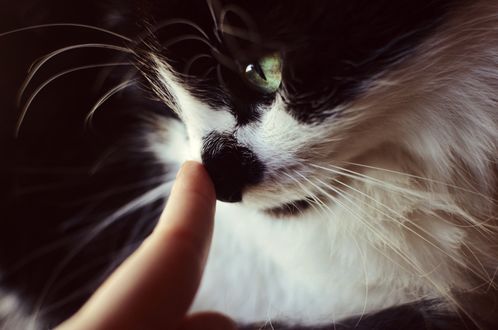 Обои на рабочий стол Палец руки дотрагивается до носа кота, by Theanimalparade
