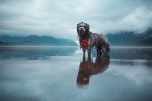 Обои на рабочий стол Пес стоит в воде, ву Lizzy Gadd