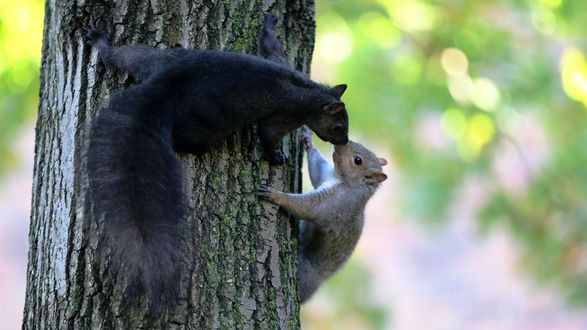 Обои на рабочий стол Нежность двух белок на стволе дерева, на размытом фоне зелени