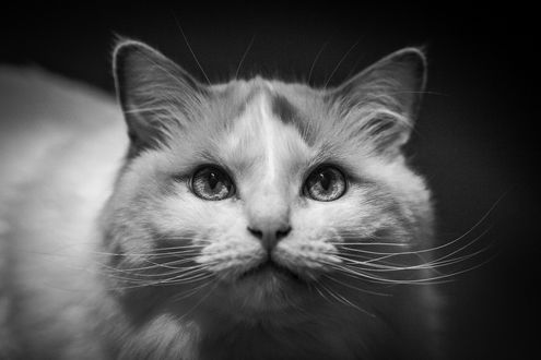 Обои на рабочий стол Кошка смотрит на нас