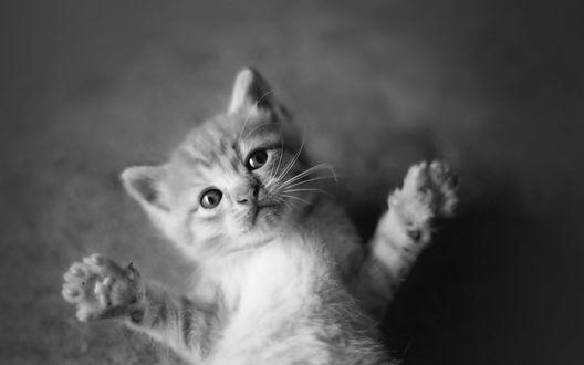 Обои на рабочий стол Маленький котенок лежит на полу