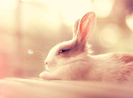 Обои на рабочий стол Кролик смотрит на семя одуванчика, фотограф arefin03