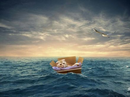 Обои на рабочий стол Рыжий кот в картонной коробке плывет по морю