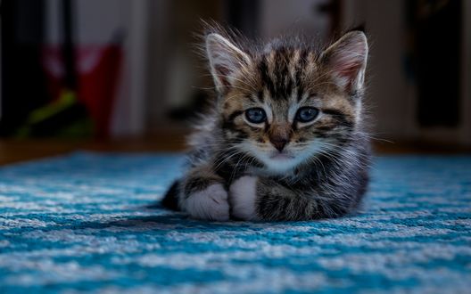 Обои на рабочий стол Полосатый котенок лежит на полу
