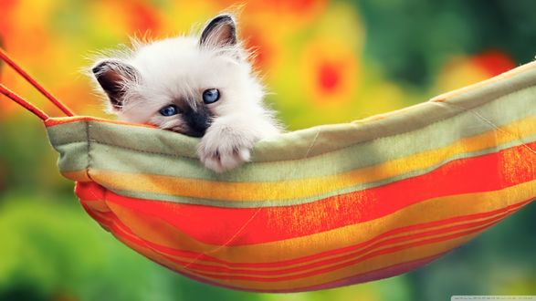 Обои на рабочий стол Белый котенок лежит в гамаке