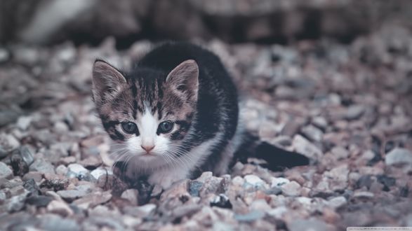 Обои на рабочий стол Полосатый котенок сидит на дорожке из камней