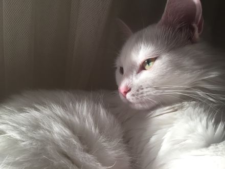 Обои на рабочий стол Милый белый кот