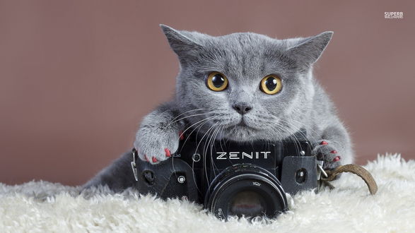 Обои на рабочий стол Серый кот с фотоаппаратом ZENIT / ЗЕНИТ