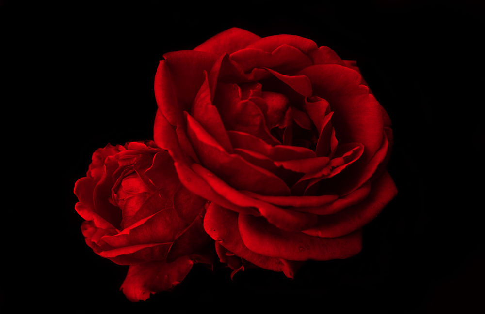 Цветы фото розы на черном фоне