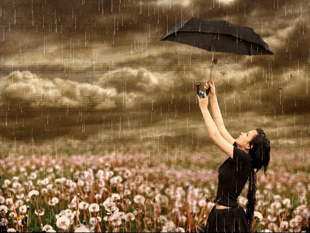 Обои для рабочего стола Девушка в черном платье, на цветочном поле под дождем, подняла вверх черный зонтик