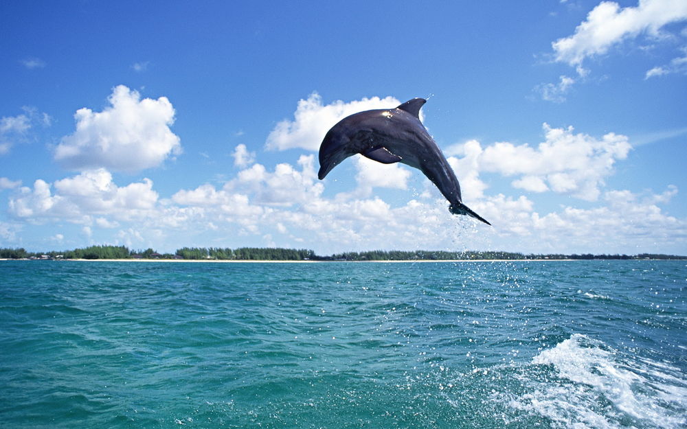 Обои для рабочего стола Дельфин выпрыгивает из моря на фоне облачного неба