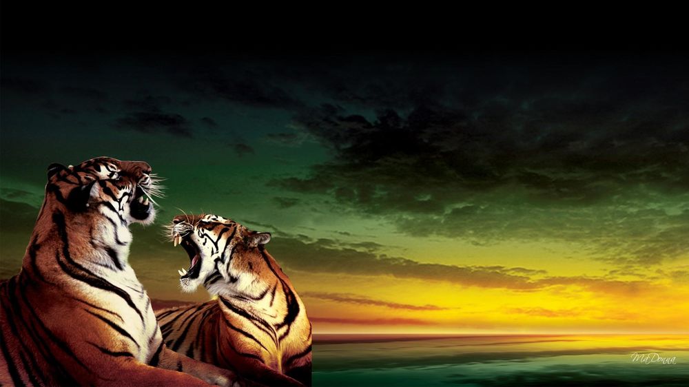 Обои для рабочего стола Тигрица рычит на тигра на фоне закатного неба
