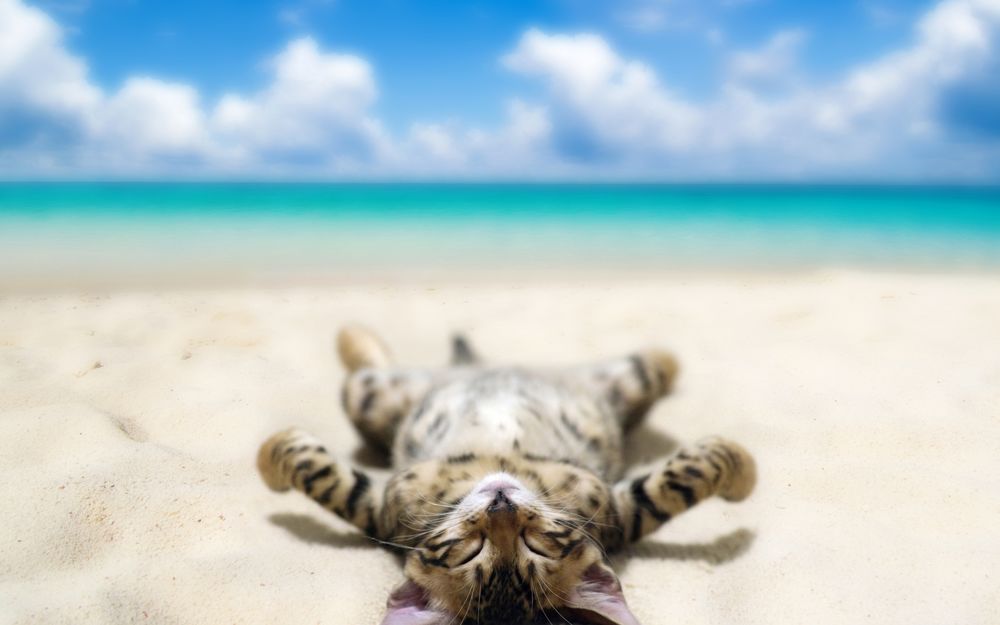 Обои для рабочего стола Полосатый котенок лежит на песке, на берегу моря