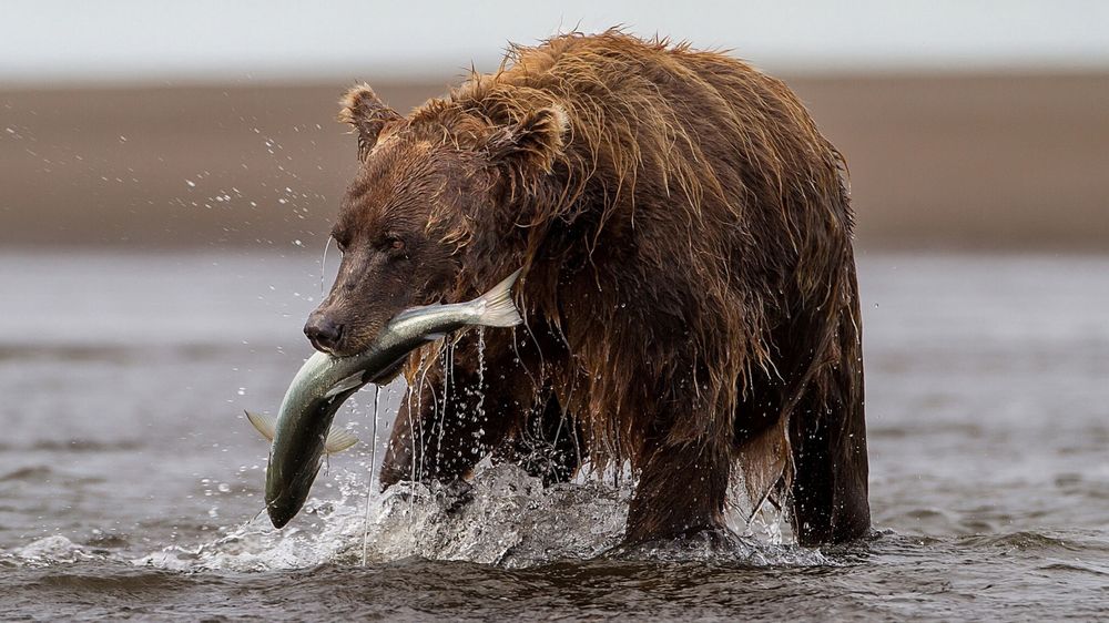 Обои для рабочего стола Медведь держит рыбу в пасти