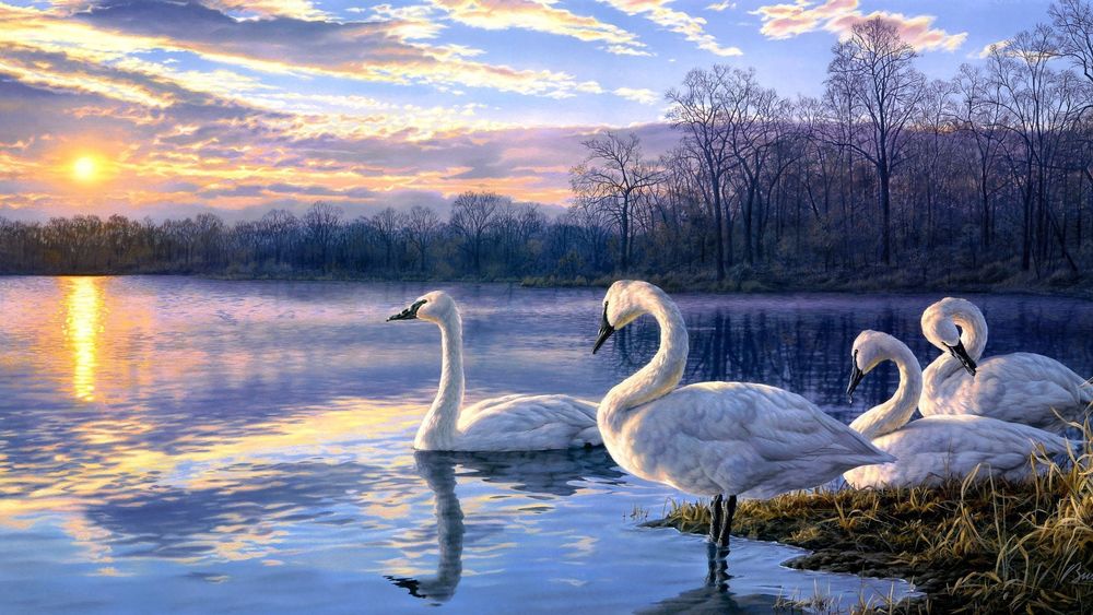 Обои для рабочего стола Белые лебеди плавают в озере на фоне заката, облачного неба и деревьев