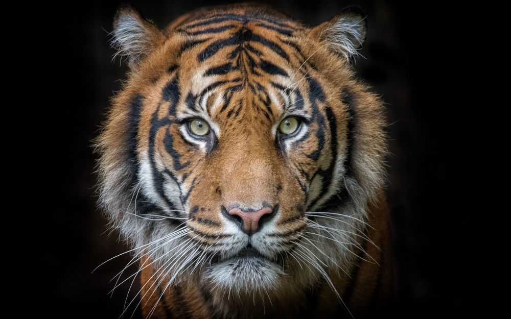 Черные тигры - картинки и фото вторсырье-м.рф