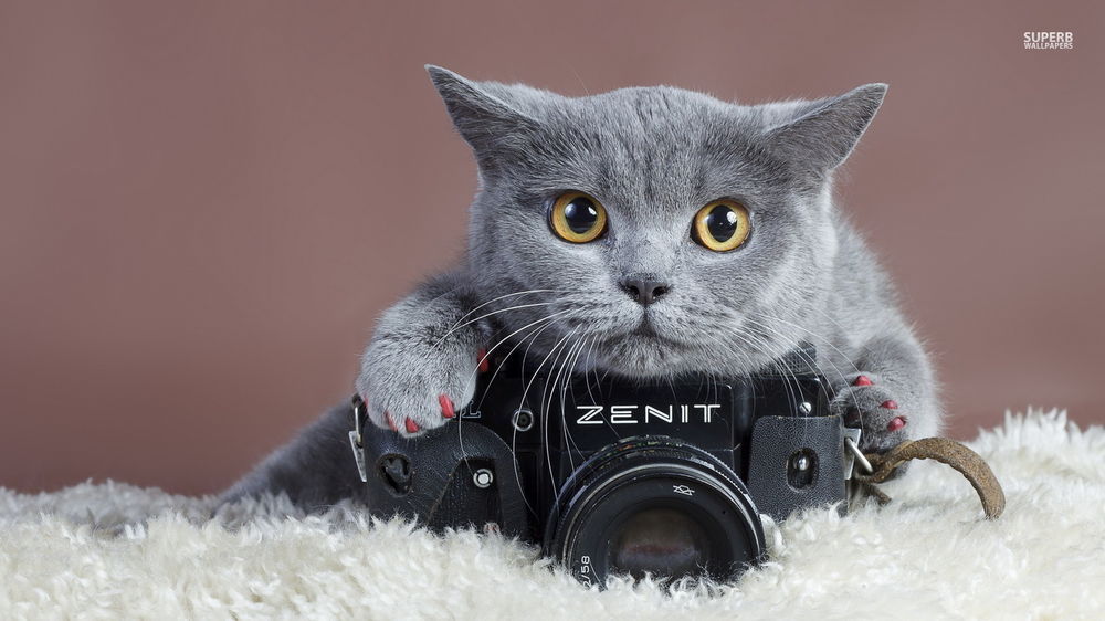 Обои для рабочего стола Серый кот с фотоаппаратом ZENIT / ЗЕНИТ