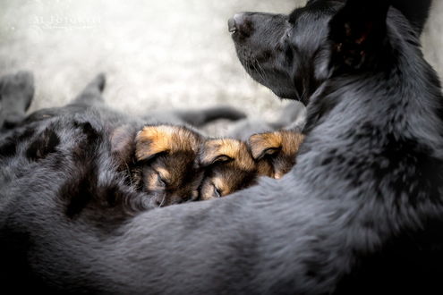 Обои на рабочий стол Маленькие щеночки уютно устроились у маминой груди