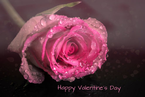 Обои на рабочий стол Розовая роза в каплях росы, Happy Valentines Day (с днем Валентина)