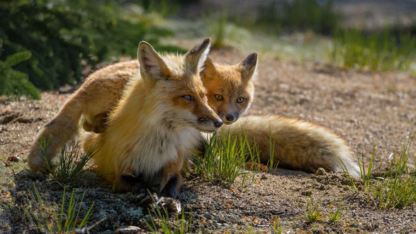 Обои на рабочий стол Лиса лежит на земле, а лисенок на маме-лисе, ву Wild Photography
