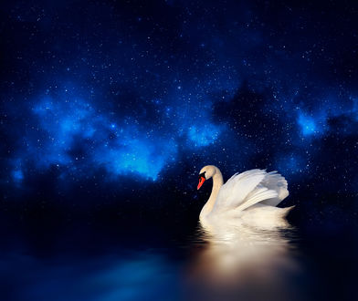 Обои на рабочий стол Лебедь на воде, ву Josep Sumalla