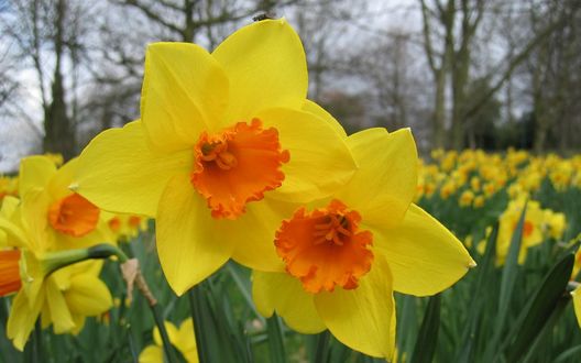 Обои на рабочий стол Нарциссы на фоне природы / Varios narcisos color amarillo y ГЎrboles en el fondo