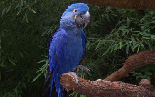Обои на рабочий стол Синий попугай на ветке / Guacamayo azul posado en una rama