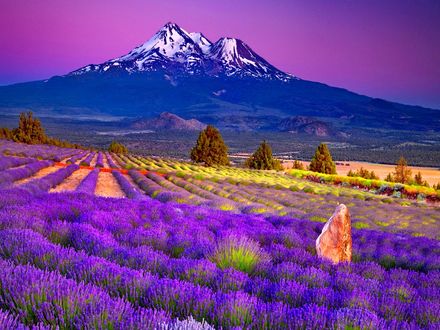 Обои на рабочий стол Поле с лавандой на фоне гор / Campo de lavanda al pie de la monta