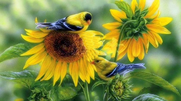 Обои на рабочий стол Goldfinches on Sunflowers / щеглы на подсолнухах, художник Rosemary Millette