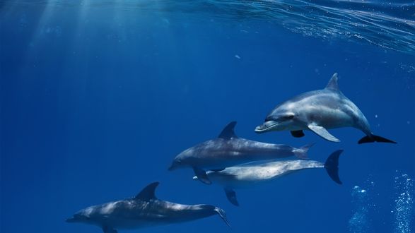 Обои на рабочий стол Стая дельфинов под водой