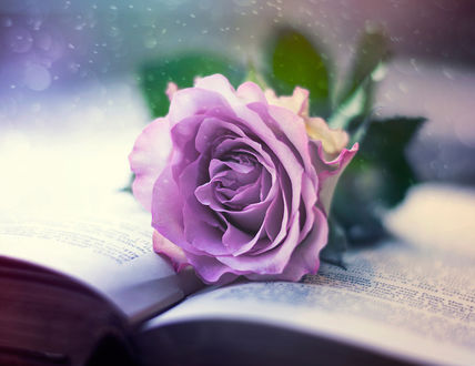Обои на рабочий стол Сиреневая роза лежит на книге, ву Ashraful Arefin