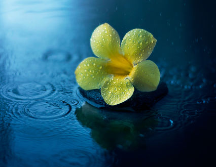 Обои на рабочий стол Желтый цветок на воде, ву Ashraful Arefin