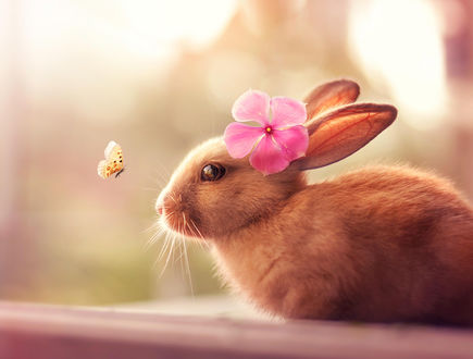 Обои на рабочий стол Кролик с цветком на ухе смотрит на бабочку, ву Ashraful Arefin