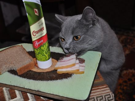 Обои на рабочий стол Кот и сало