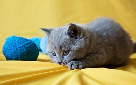 Обои на рабочий стол Серый Британский котенок с клубками ниток