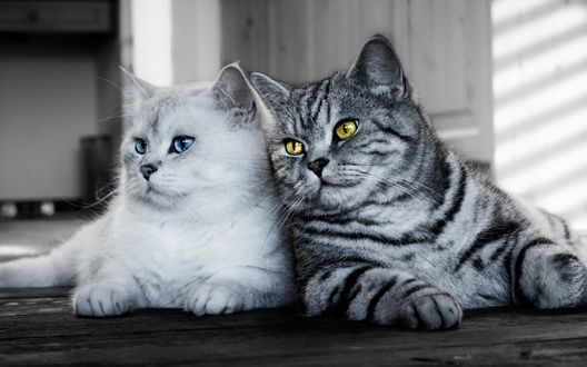 Обои на рабочий стол Полосатый кот прижимается к белой кошке