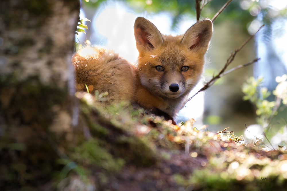 Обои для рабочего стола Лисенок на природе, ву Wild Photography
