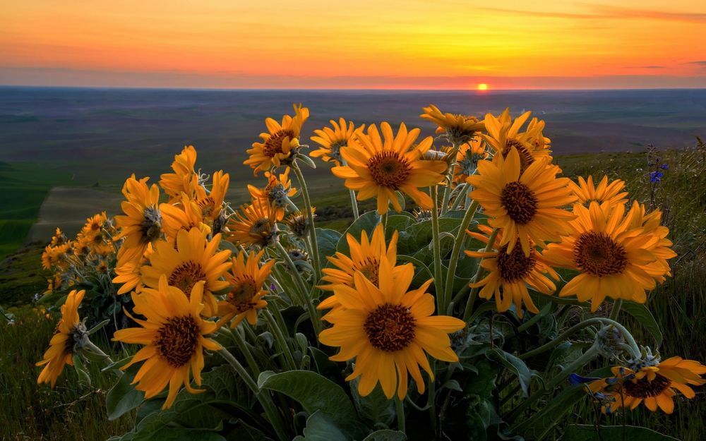 Обои для рабочего стола США, штат, Вашингтон, Steptoe Butte State Park, желтые цветы на фоне заката