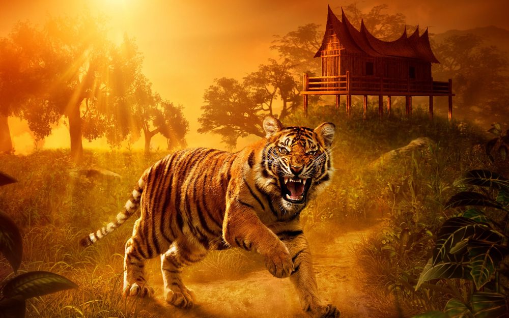 Обои для рабочего стола Оскалившийся тигр стоит на тропинке, на фоне домика и заката солнца