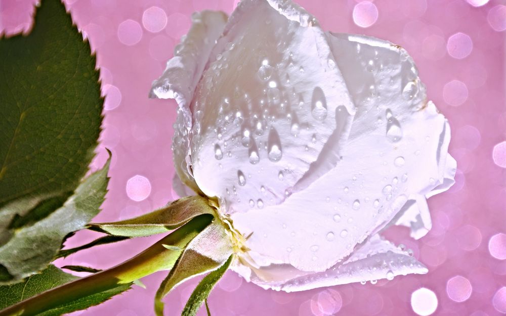 Обои для рабочего стола Белая роза в каплях воды на розовом фоне