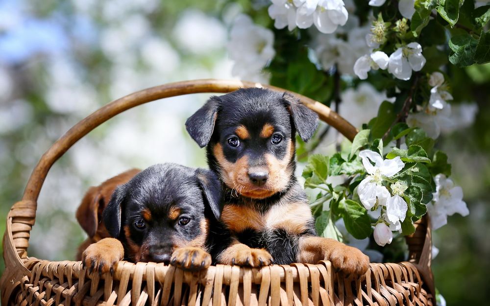 Обои для рабочего стола Маленькие щенки сидят в корзинке под цветущей яблоней
