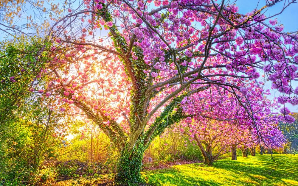 Обои для рабочего стола Цветущие деревья сакуры в парке