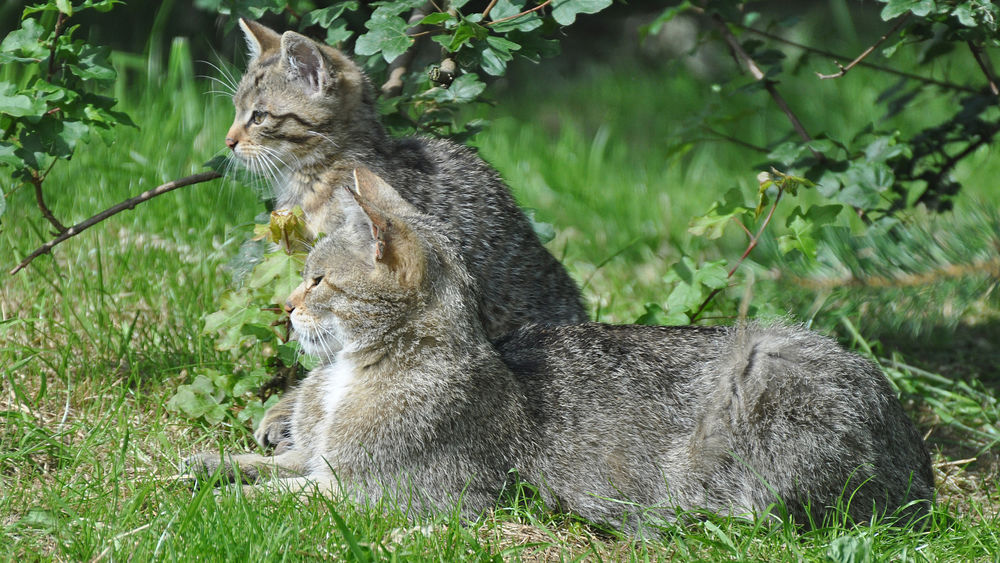 Обои для рабочего стола Пара Европейских кошек сидят в траве