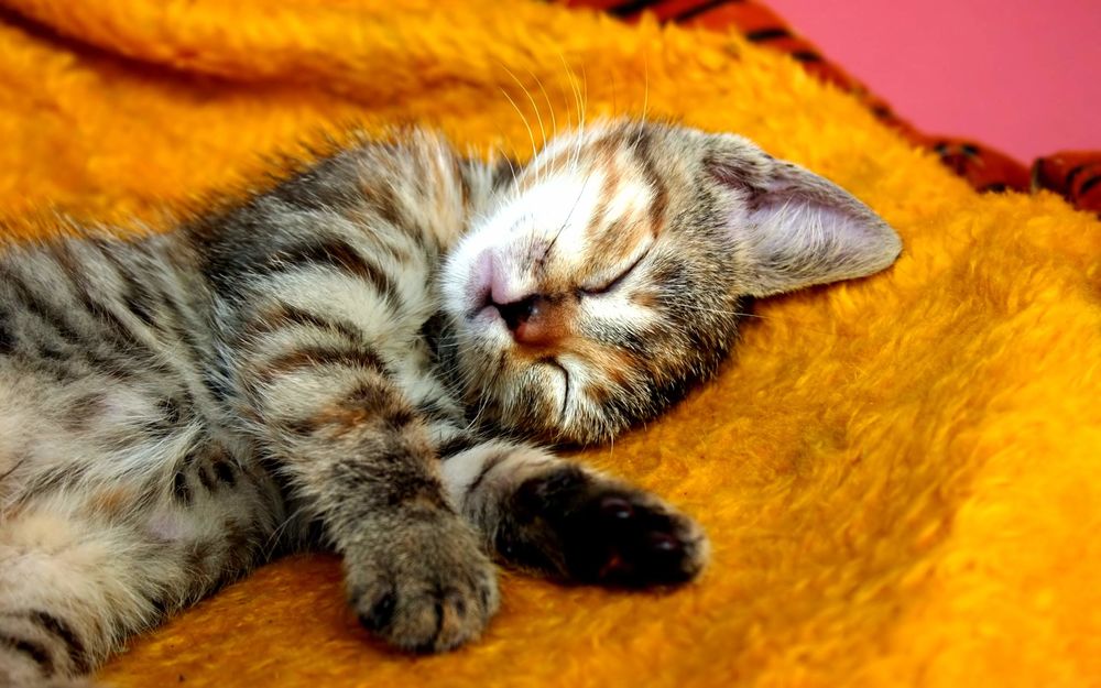 Котенок спит ушки бесплатно