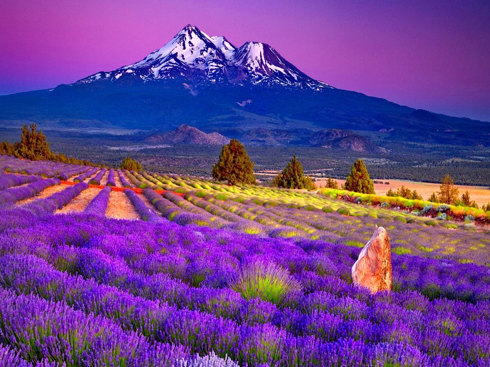Обои для рабочего стола Поле с лавандой на фоне гор / Campo de lavanda al pie de la monta