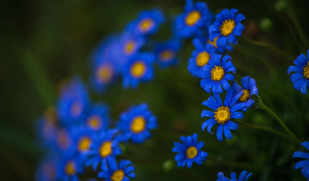 Обои для рабочего стола Голубые цветы, ву frederic gombert