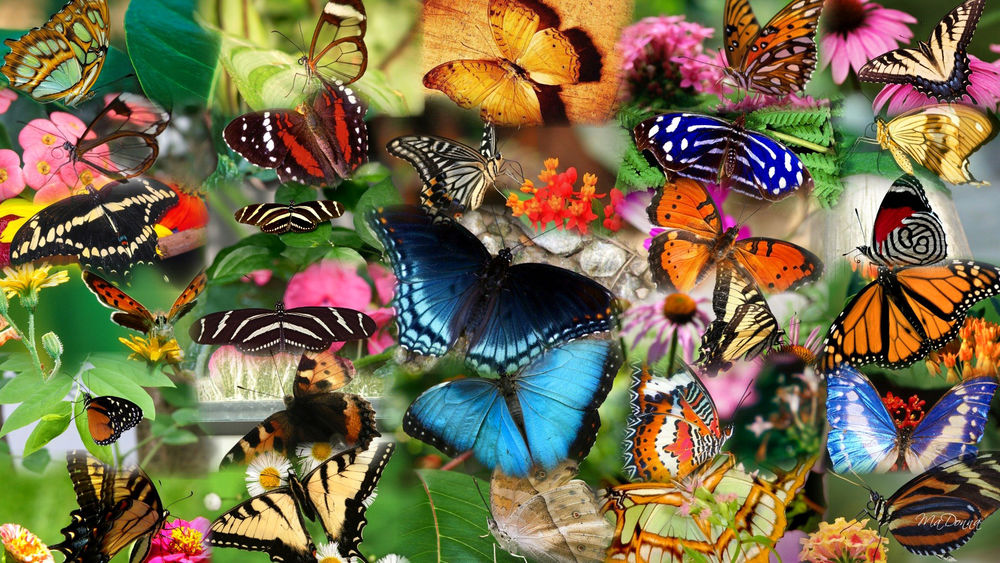 Обои для рабочего стола Множество разноцветных бабочек